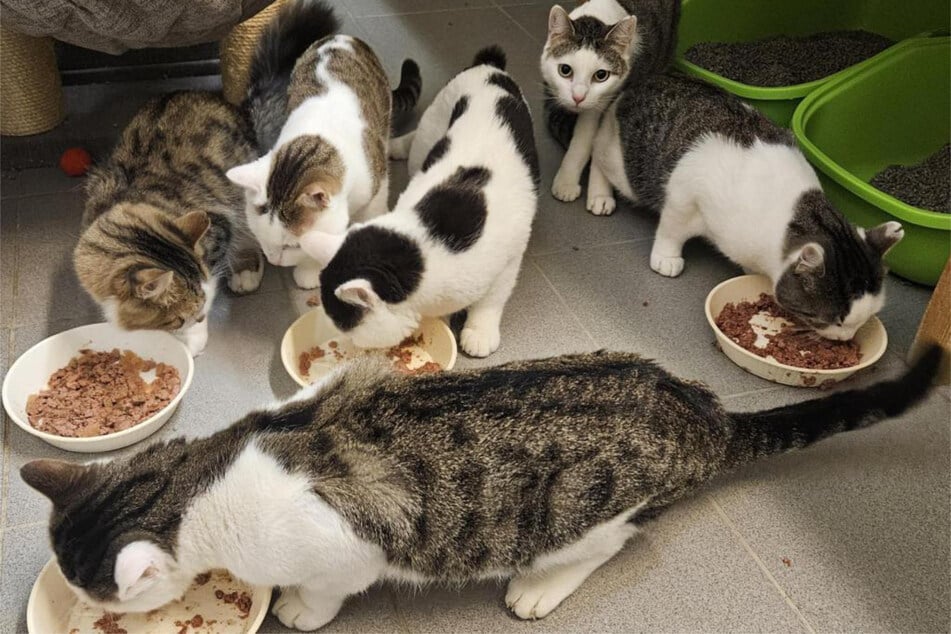 Die beiden Fellnasen kamen im September mit vier anderen Katzen ins Hamburger Tierheim. Nun suchen sie ein neues Zuhause.