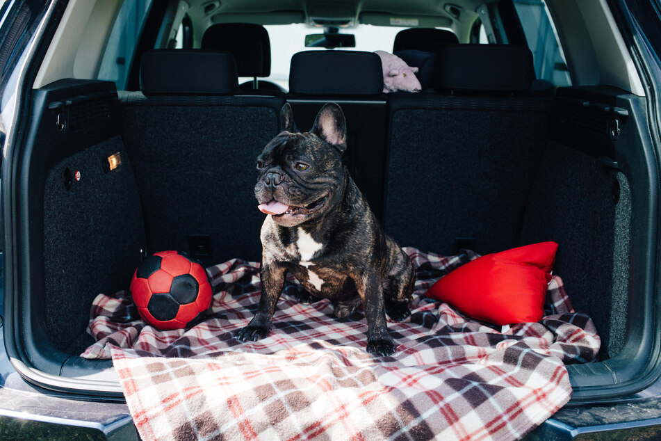 Damit sicheres Reisen mit Hund möglich ist, hat der ADAC umfassende Informationen für Hundebesitzer parat.