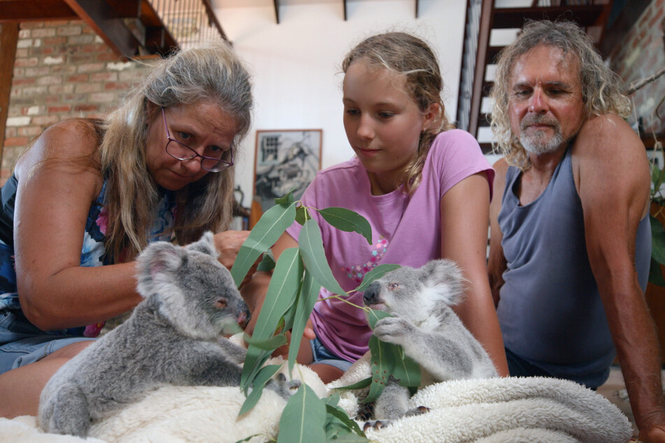 The bee family feeding two hungry koalas.