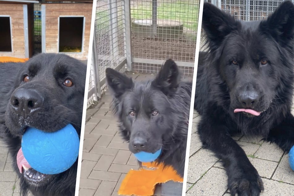 Im Tierheim geht Rocky gern spazieren oder spielt mit seinem heiß geliebten Ball.