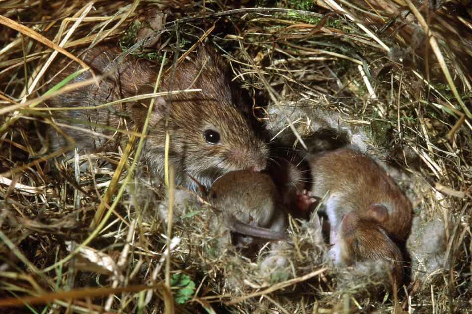 Eine Feldmaus kümmert sich in ihrem Nest um den Nachwuchs (Symbolfoto).