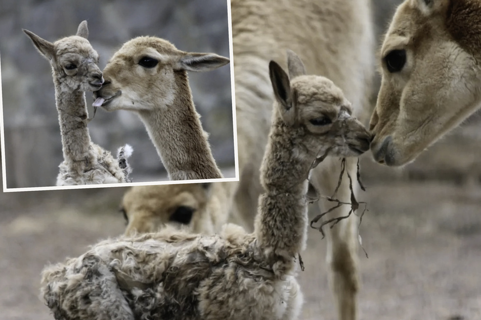 Deck-Hengst eigentlich unfruchtbar: Zoo freut sich über flauschigen Überraschungs-Nachwuchs