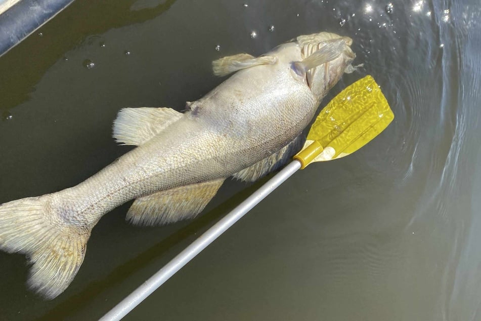 Ein Fisch treibt tot an der Oberfläche der Elbe.