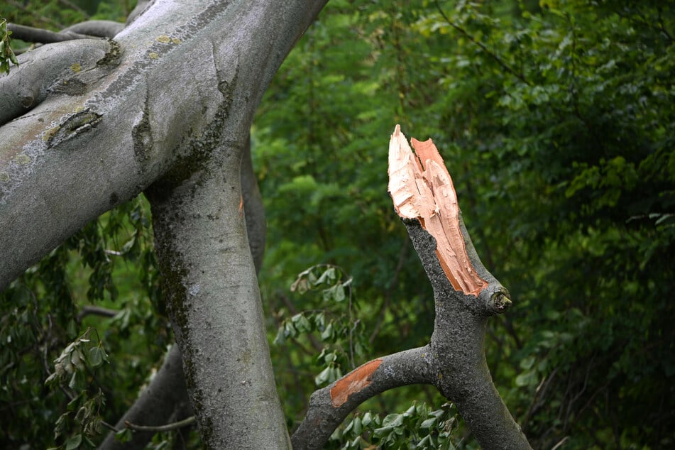 Ein aus einer Hecke herausragender Ast sorgte für ein Gerichtsverfahren vor dem Landgericht Magdeburg. (Symbolfoto)