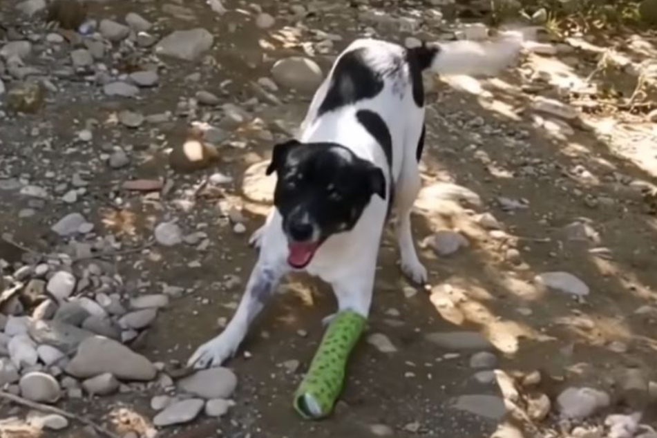 In spite of the bandage: Chris happily jumps and runs with his dog friends.