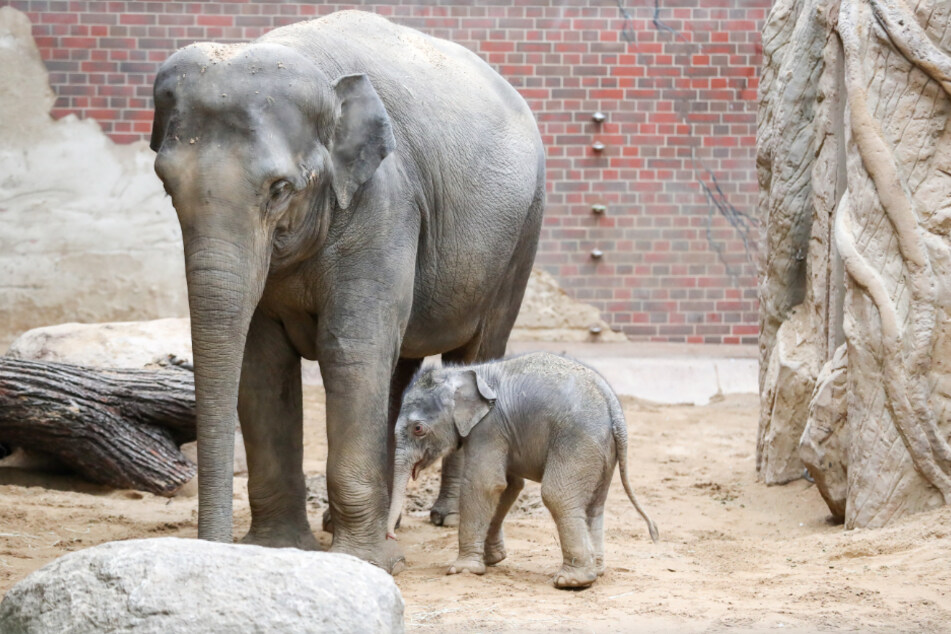 Die Elefantendame Rani und der am 11. Januar geborene Elefantenbulle stehen im Elefantenhaus im Zoo Leipzig.