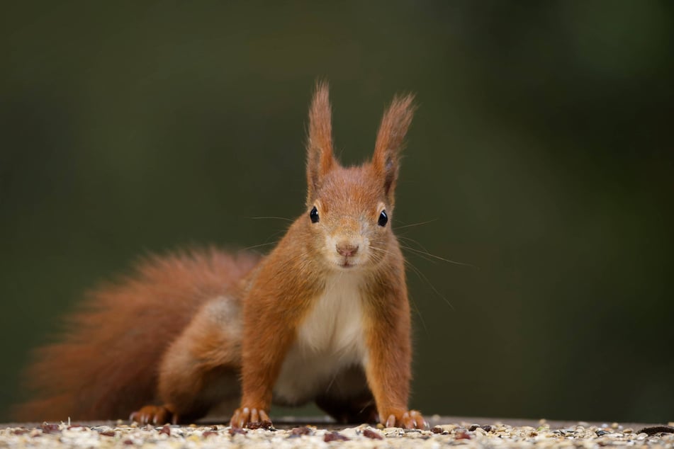 Im Klosterpark Altzella stehen am Sonntag die Eichhörnchen im Mittelpunkt. (Symbolbild)