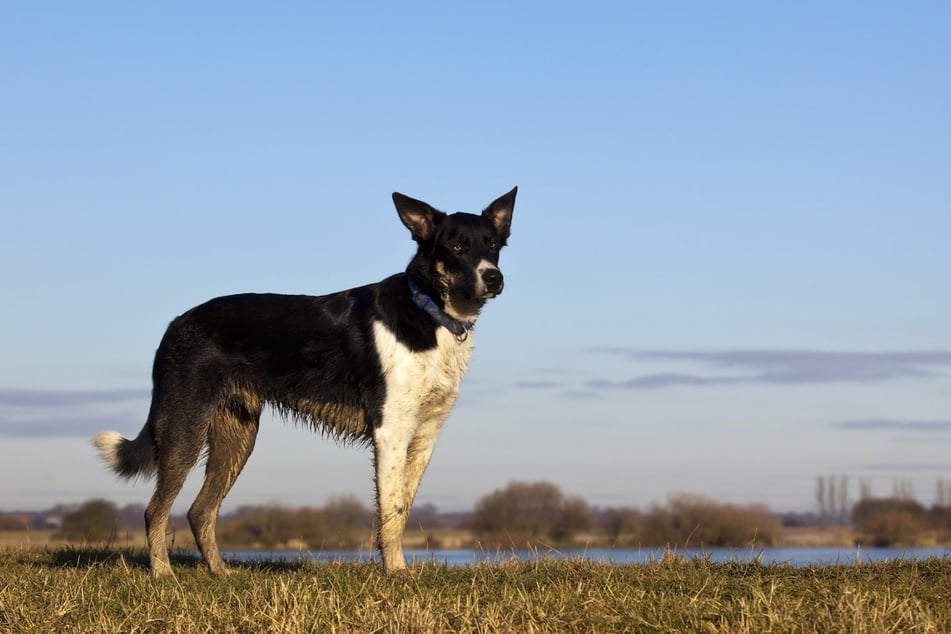 Ein Hund hat eine Frau am Armensee in die Hand gebissen. (Symbolfoto)