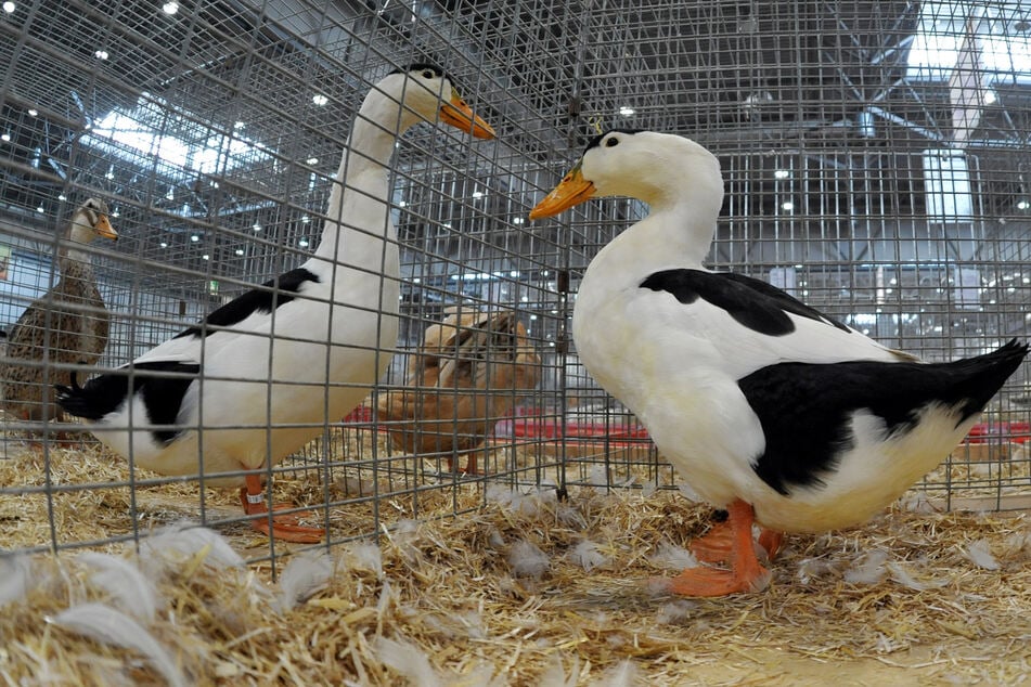 Enten, Hühner und Co. sind in diesem Jahr leider nicht auf der Lipsia erlaubt. Der Grund: ein Ausbruch der Geflügelpest.