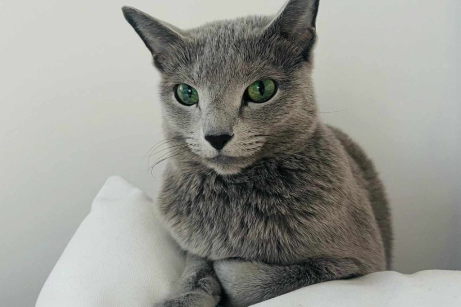 Russisch-Blau-Katze Matilda ist ein treuer Begleiter von Mirja du Mont.
