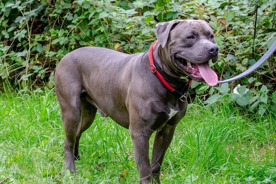 Der American-Bulldog-Mischling sucht erfahrene Menschen, die ihn souverän an der Leine führen.