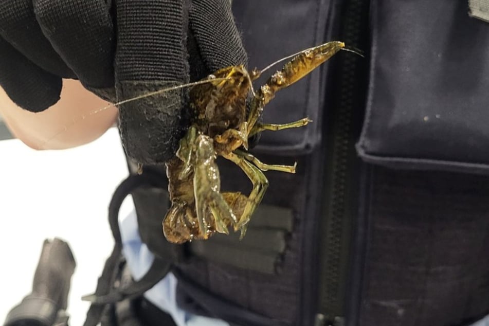 Die Bundespolizei nahm die lebenden Flusskrebse in Obhut und übergab sie dem Tierschutz.