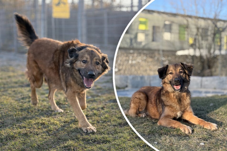Leo musi być zarówno fizycznie, jak i umysłowo stymulowany, aby mógł prowadzić szczęśliwe życie psa.