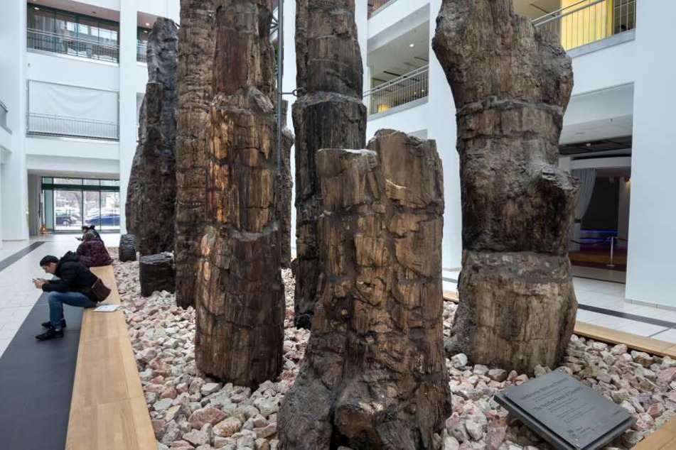 Die Ausstellung rund um den Versteinerten Wald wird bald in neuer Form präsentiert.