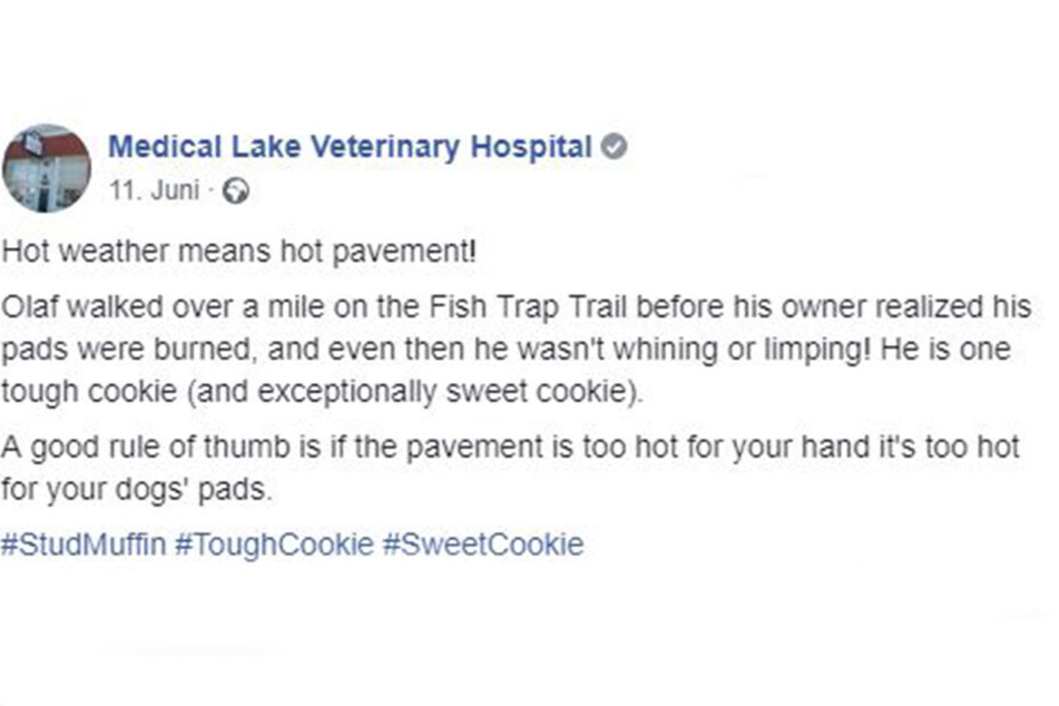 Der Post vom Medical Lake Veterinary Hospital zu Olaf.
