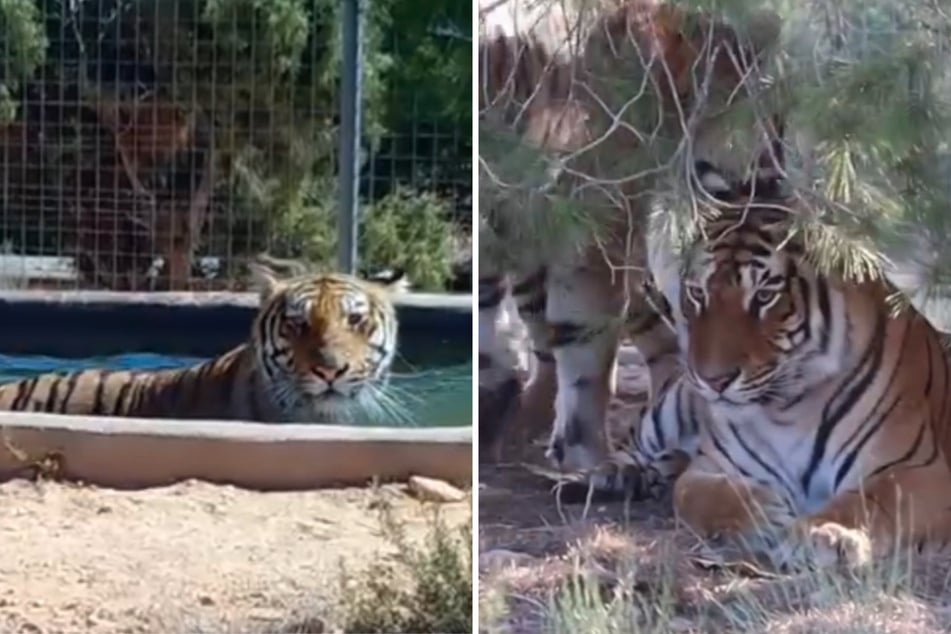 Die Tiger haben einen Pool und verschiedene Beschäftigungsangebote und scheinen diese zu nutzen.