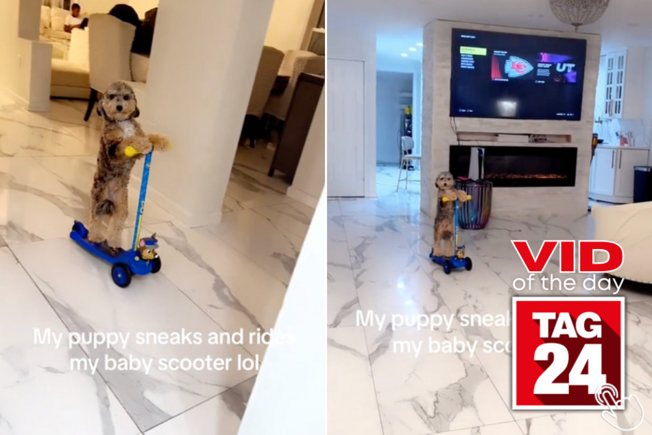 Today's Viral Video of the Day shows a pup that's got a serious need for speed! Watch as his owner catches him zooming on a scooter around their house.
