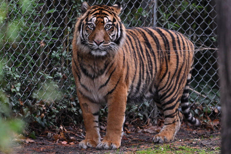 "Emas", der Vater der Tiger-Babys, lebt erst seit Ende 2022 im Frankfurter Zoo.