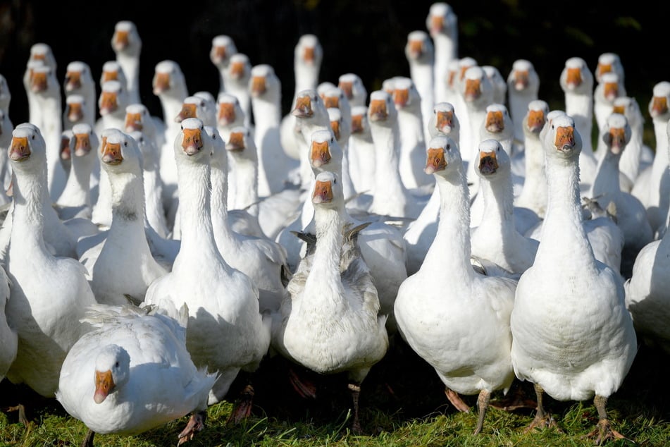 Erstaunlich: Mehr Gänse als in Sachsen schlüpfen nirgendwo sonst in Deutschland.