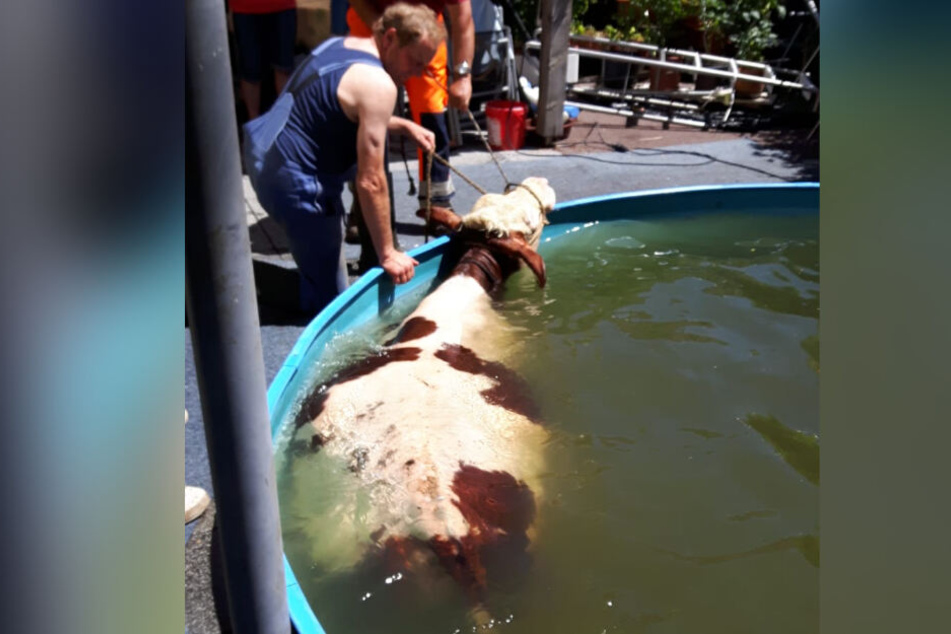 Plitsch, platsch: Da planschte die Kuh im Pool.