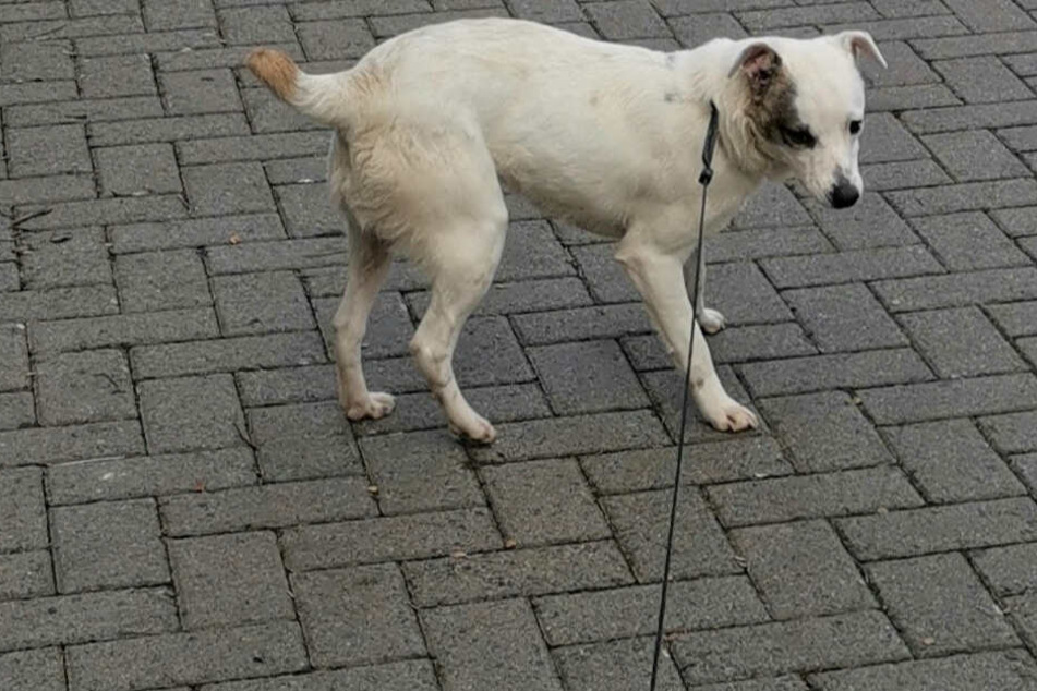 Der Hund trägt kein Halsband, ist auch nicht gechippt.