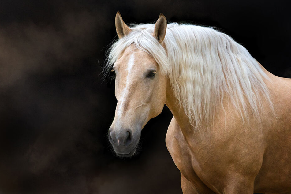 Warum das Pferd letztlich erschrocken ist, ist bislang noch nicht klar. (Symbolbild).