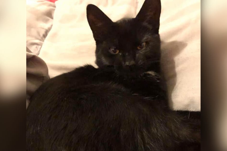 Katzen-Baby ohne Kopf: Hat der berüchtigte Tier-Killer wieder zugeschlagen?