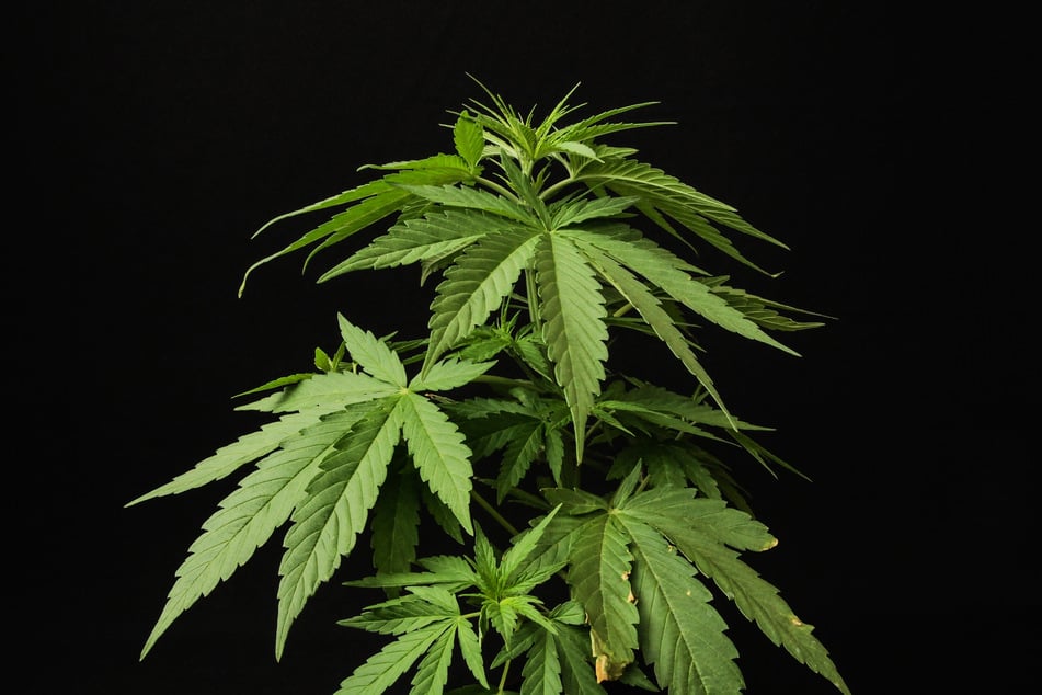 In der Wohnung des Mannes fanden die Beamten mehrere Cannabispflanzen. (Symbolbild)