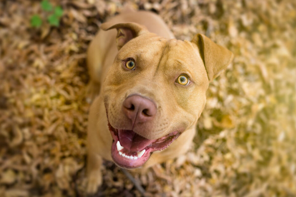 Wie durch ein Wunder überlebte der Pit Bull. (Symbolbild)