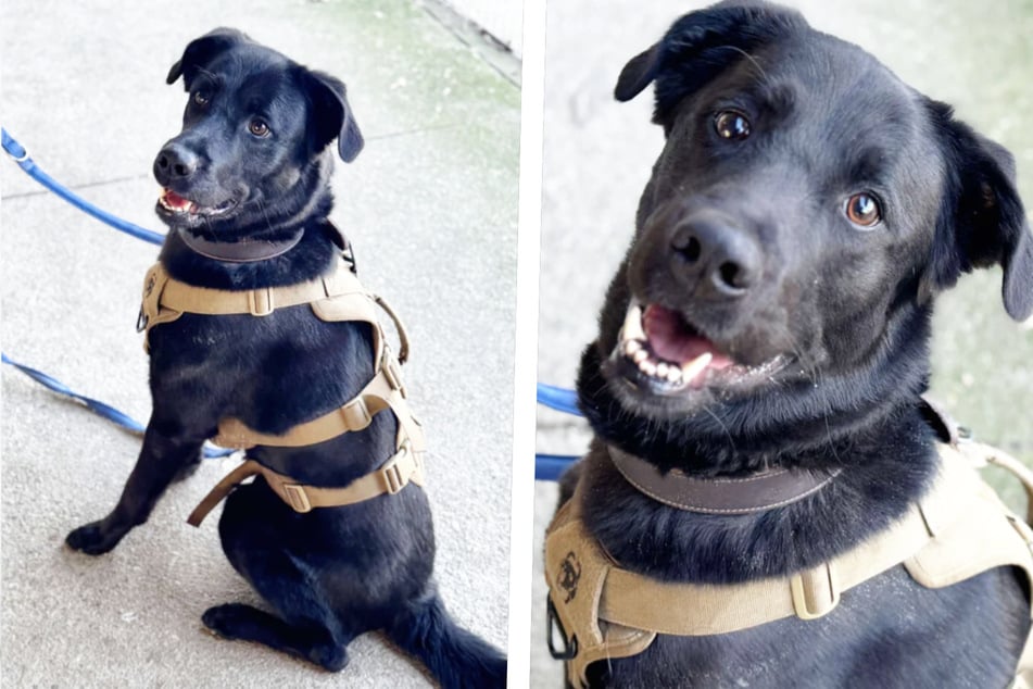 Rex sucht Menschen mit Hundeerfahrung, die ihm Sicherheit geben.