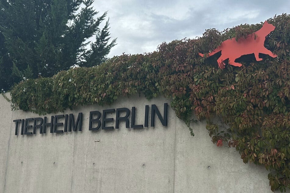 Im Tierheim Berlin wartet Spartakus auf seine neuen Halter.