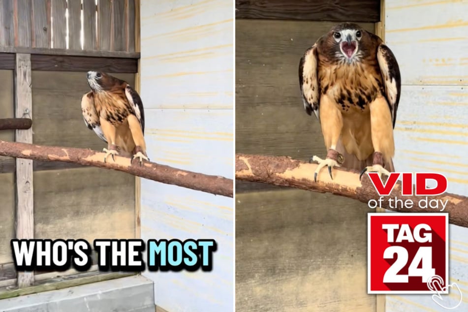 Fred the hawk was asked who the most handsome guy is - and he KNEW!