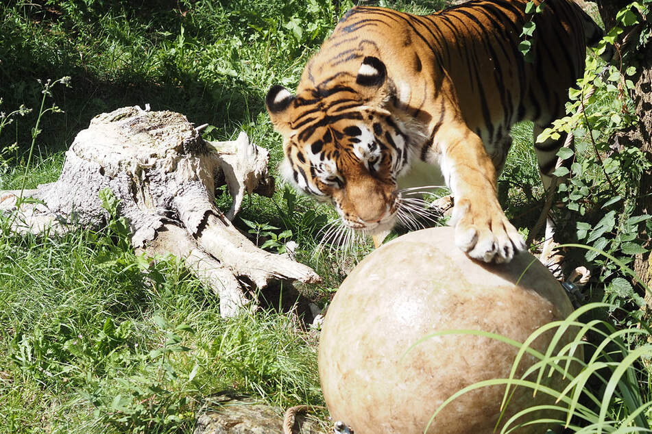 Tiger-Kater Czar hat sich inzwischen zwar ganz gut im Zoo Leipzig eingelebt. Bei der Liebe läuft es allerdings noch etwas holprig.