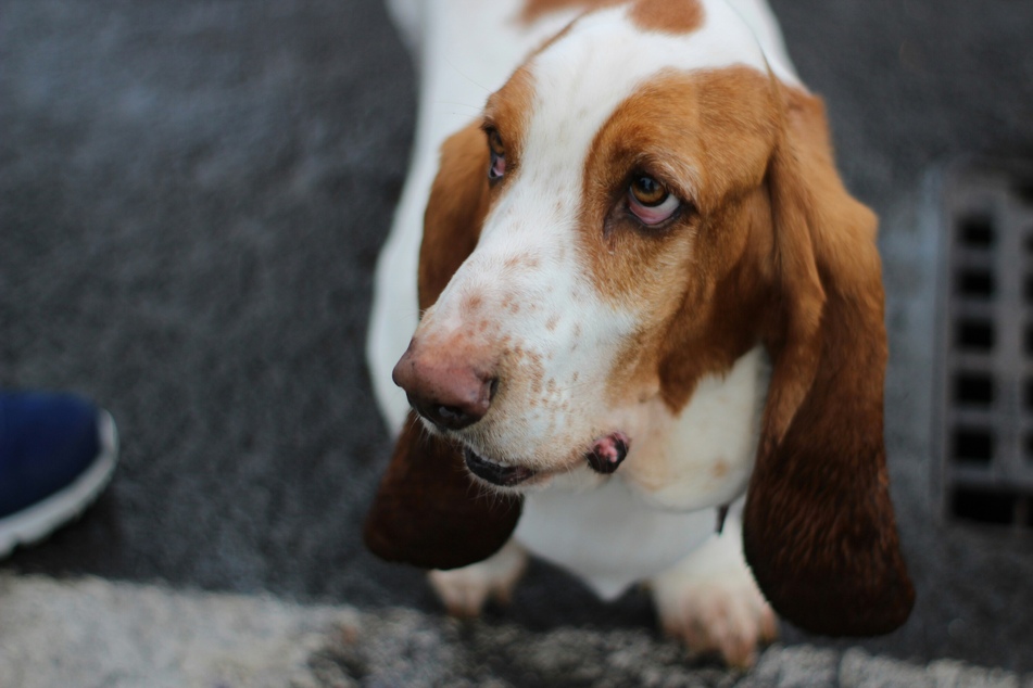 The ears of the basset hound are truly spectacular.