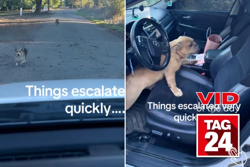 This woman got "carjacked" by two adorable stray pups!