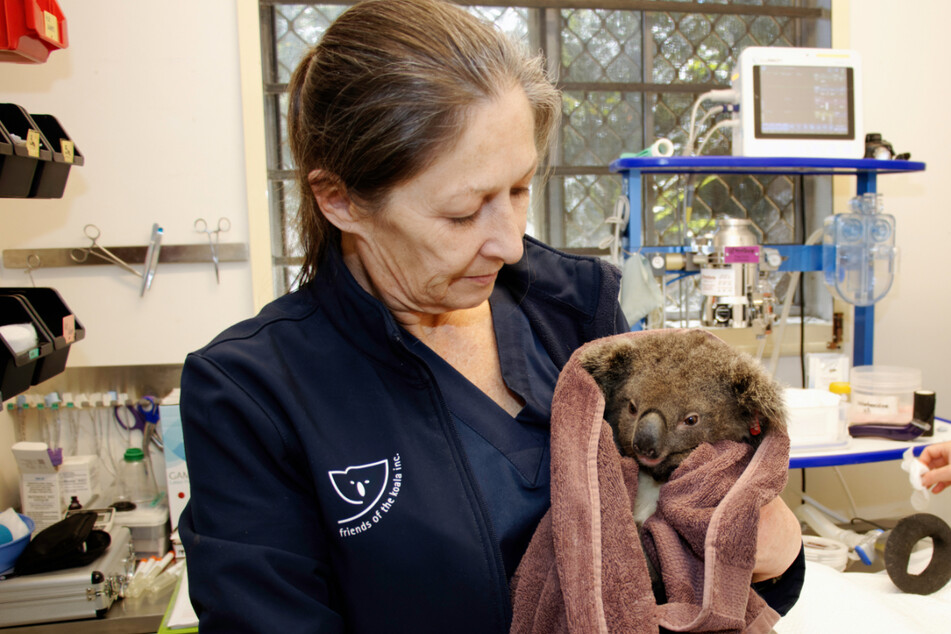Pflegerin Marley Christian hält den kleinen Koala, nachdem er untersucht wurde.