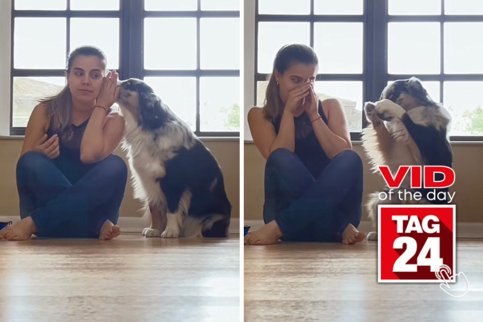 viral videos: Viral Video of the Day for June 27, 2023: Dog shows off most epic trick on TikTok