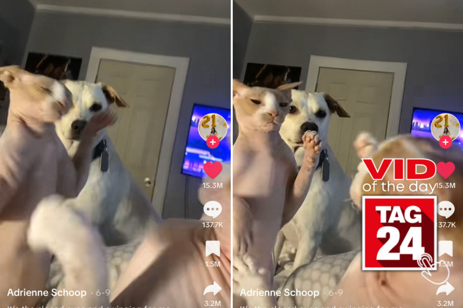 viral videos: Viral Video of the Day for August 6, 2023: Cats duke it out in front of confused dog