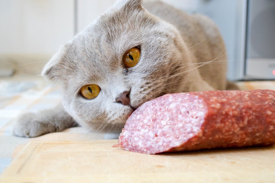 Katzen sollten weder Schinken noch Salami oder andere verarbeitete Fleischprodukte fressen.