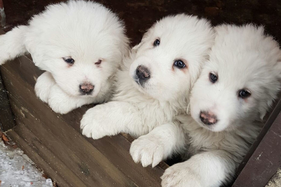 So wie auf diesem Foto erweichen kleine Hundewelpen die Herzen vieler Tierfreunde. (Symbolbild)