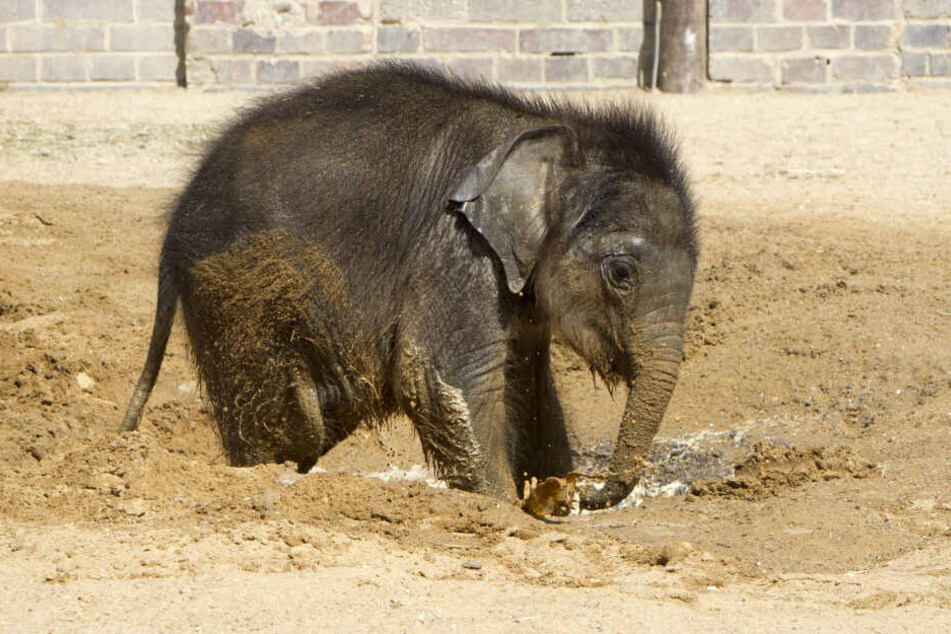 Der kleien Elefantenbulle ist zurzeit DIE Attraktion im Leipziger Zoo. Nach wochenlangen Komplikationen entwickelt sich das Junge immer besser.