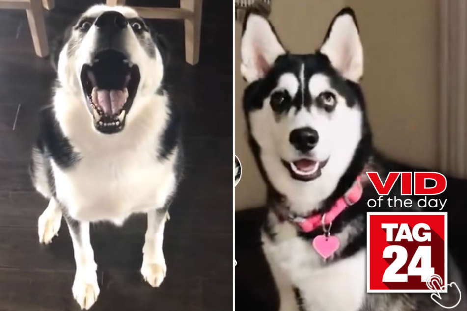 Today's Viral Video of the Day features a husky with a knack for making sure all of his neighbors can hear him at all times! You don't want to miss out on his hilarious barks.