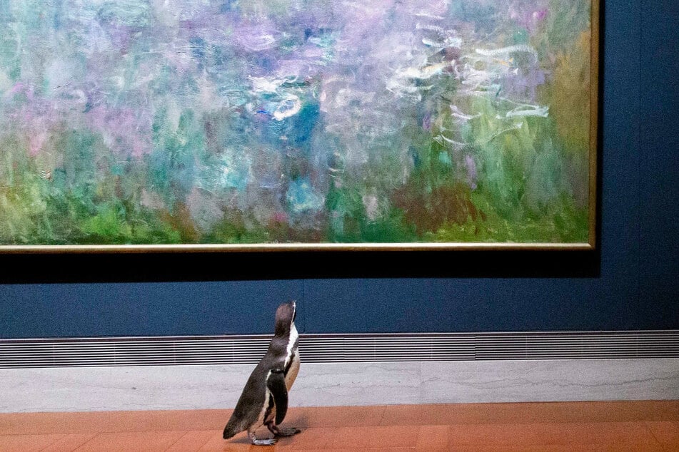 Einer der drei Pinguine vor Monets "Seerosen".