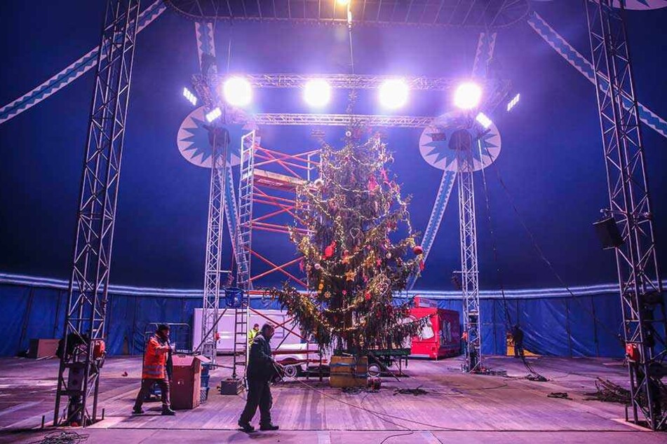 Der große Weihnachtsbaum im Vorzelt des Zirkus. Erst die dritte Fichte genügte allen Anforderungen.