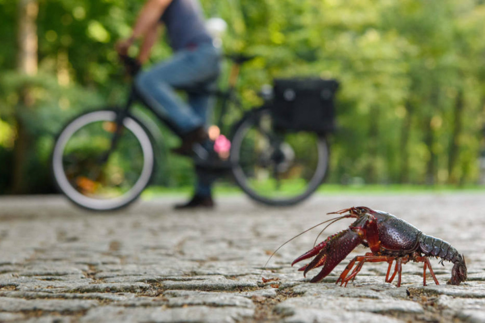 Ein Fahrradfahrer beobachtet im Berliner Tiergarten einen roten amerikanischen Sumpfkrebs (Procambarus clarkii) auf einem Fußgängerweg.
