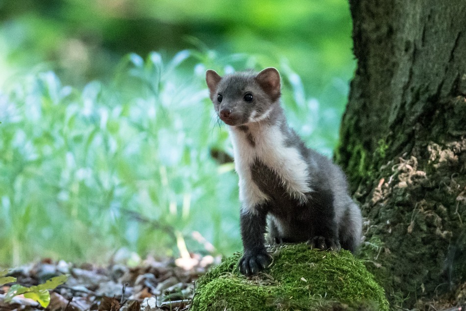 Pine Martens are small predators that belong to the weasel family.