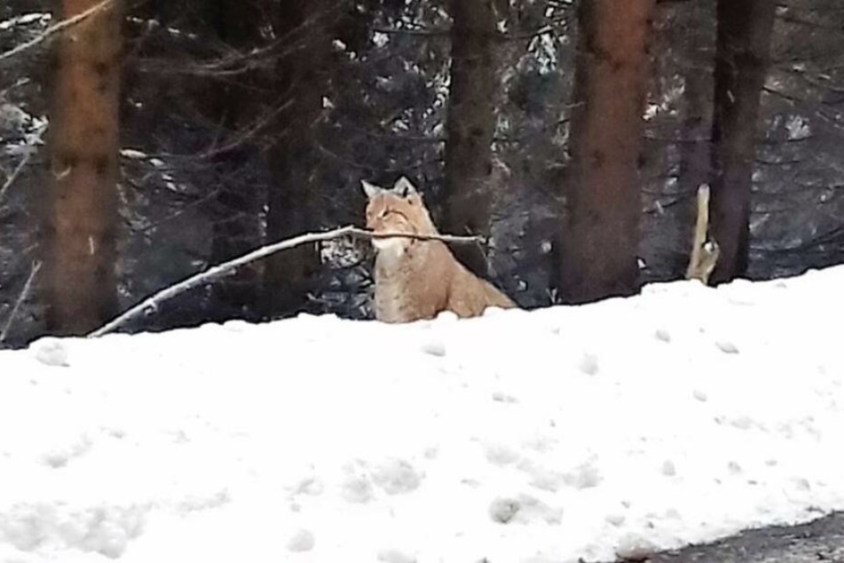 Der Luchs war in der Nähe eines Waldgasthofs unterwegs gewesen.
