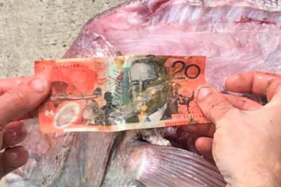 Diesen 20 Dollarschein zogen Angler angeblich aus dem Bauch eines Snappers.