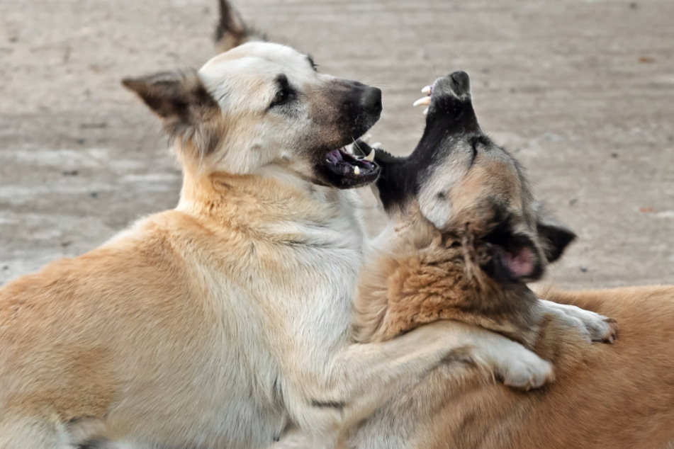 Residents are worried as some of the dogs are still on the loose (stock image).