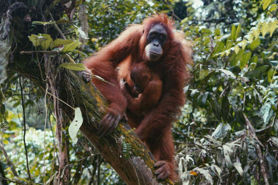 Die Orang-Utans sind stark vom Aussterben bedroht. Schuld daran ist hauptsächlich die zunehmende Wald-Rodung für Palmöl-Plantagen.